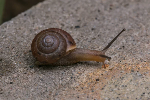 Görüntüyü şirin kahverengi salyangoz Borneo Adası