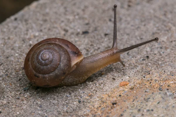 Görüntüyü şirin kahverengi salyangoz Borneo Adası