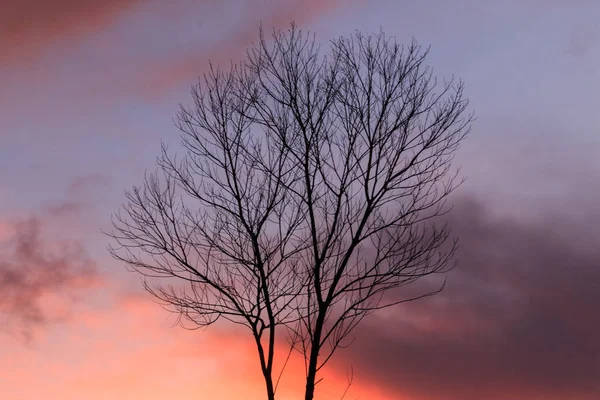 Günbatımı ile yaprak daha az ağaç, siyah alacakaranlık dalları silüeti