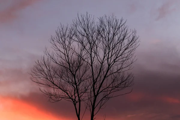 Puesta Sol Con Silueta Árbol Sin Hojas Ramas Del Crepúsculo — Foto de Stock