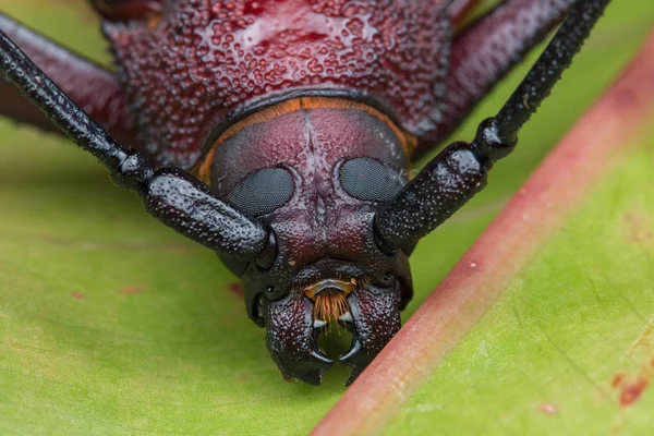 Escarabajo Cuerno Largo Escarabajo Cuerno Largo Gigante —  Fotos de Stock