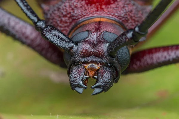 딱정벌레 딱정벌레 — 스톡 사진