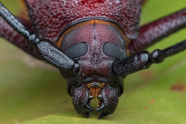 Escarabajo Cuerno Largo Escarabajo Cuerno Largo Gigante — Foto de Stock