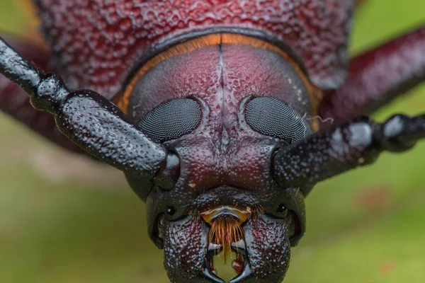 Long Horn Beetle Giant Long Horn Beetle — Stock Photo, Image