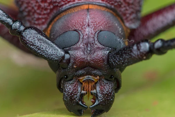 長い角のカブトムシ 巨大な長い角のカブトムシ — ストック写真