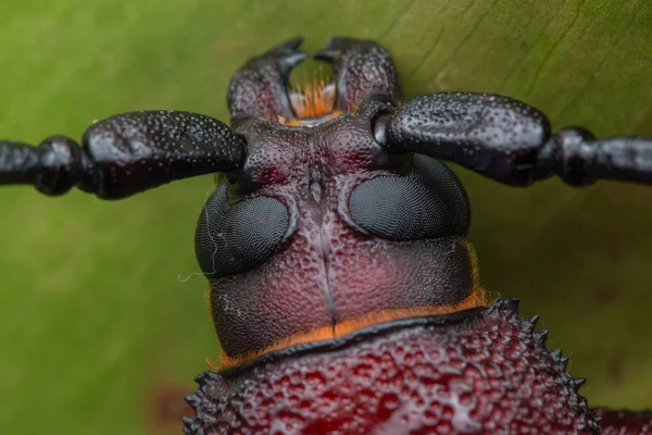 Chrząszcz Długi Róg Beetle Olbrzymie Długi Róg — Zdjęcie stockowe