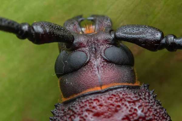 Chrząszcz Długi Róg Beetle Olbrzymie Długi Róg — Zdjęcie stockowe