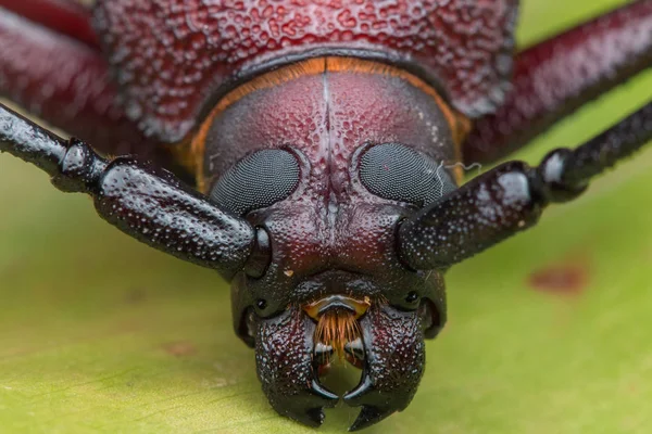 Uzun boynuz böcek, dev uzun boynuz böceği