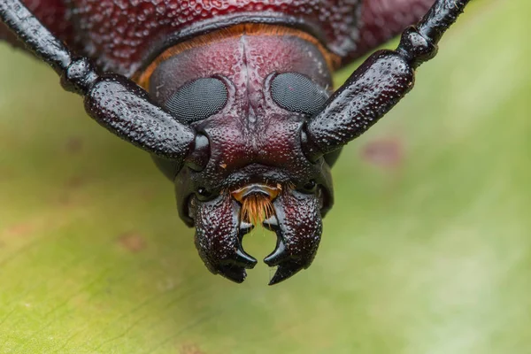 Uzun boynuz böcek, dev uzun boynuz böceği