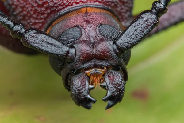 Uzun boynuz böcek, dev uzun boynuz böceği