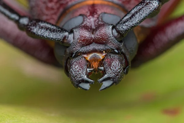 長い角のカブトムシ 巨大な長い角のカブトムシ — ストック写真