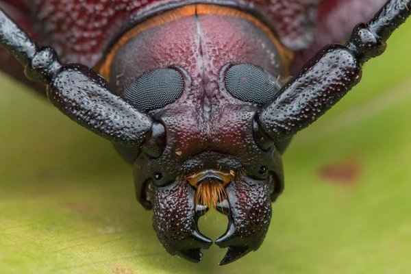 Uzun boynuz böcek, dev uzun boynuz böceği