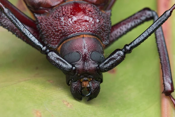 Long Horn Beetle Giant Long Horn Beetle — Stock Photo, Image