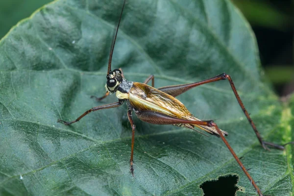 Insecto Grillo Hoja — Foto de Stock