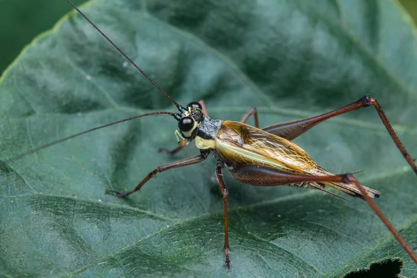Yaprağın üzerinde çekirge böceği