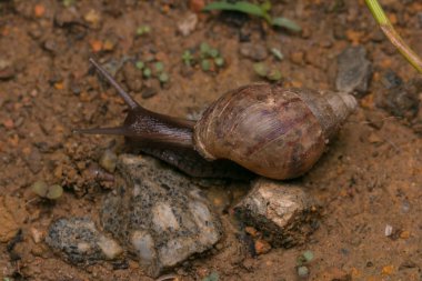 Borneo kahverengi salyangoz