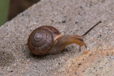 Borneo kahverengi salyangoz