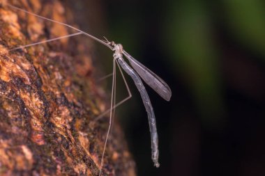 Borneo Adası'nın Cranefly görüntüsünü makro