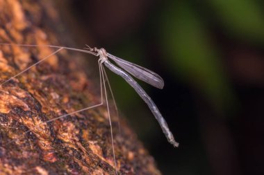 Borneo Adası'nın Cranefly görüntüsünü makro