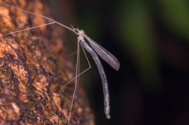 Borneo Adası'nın Cranefly görüntüsünü makro