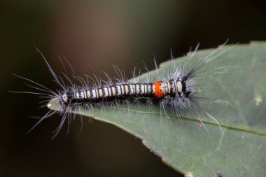 Sabah, Borneo sevimli tırtıl