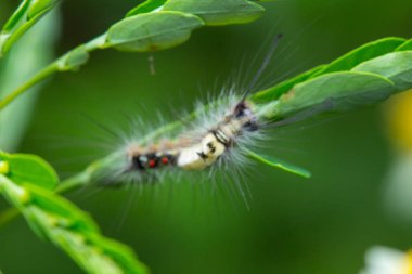 Caterpillar Borneo Adası'nın makro ayrıntılı görüntü