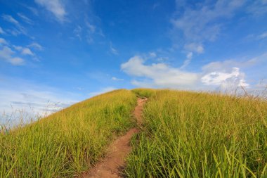 Güzel yaz yatay, açık mavi gökyüzü, rüzgarlı gün çimen çiçek