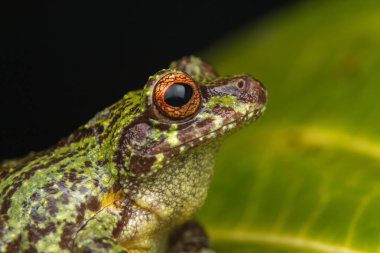 Borneo Adası'nda derin orman ayrıntı kurbağa makro görüntü