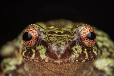Borneo Adası'nda derin orman ayrıntı kurbağa makro görüntü