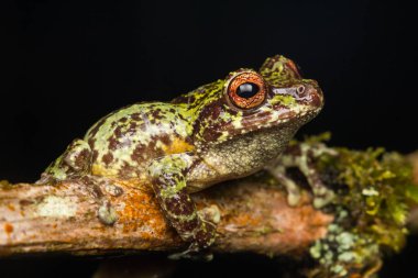 Borneo Adası'nda derin orman ayrıntı kurbağa makro görüntü