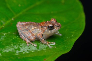 Borneo Adası'nın güzel görüntü kurbağa makro