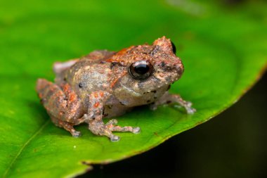 Borneo Adası'nın güzel görüntü kurbağa makro