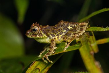 Borneo Adası'nın güzel görüntü kurbağa makro