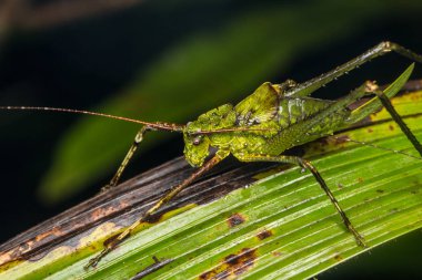Borneo Adası'nın yeşil katydid görüntüsünü makro