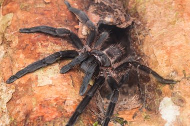 Tarantula Borneo, Tarantula