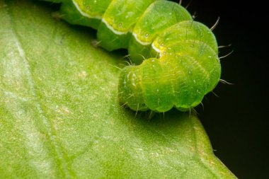 Makro resim, güzel yeşil tırtıl yeşil yaprak üzerinde 