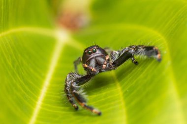 Görüntü arka plan, atlama örümcek yakın çekim, Borneo, örümcek atlama ile yeşil yosun örümcek atlama