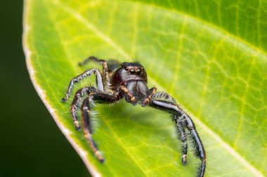 Görüntü arka plan, atlama örümcek yakın çekim, Borneo, örümcek atlama ile yeşil yosun örümcek atlama