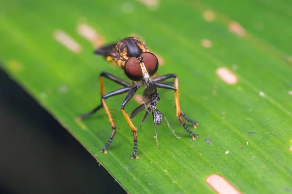 Macro Foto Van Mooie Robberfly — Stockfoto