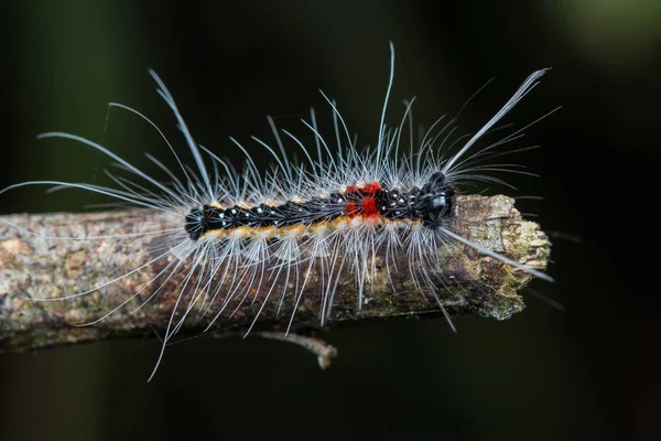 サバ州 ボルネオ島のかわいい毛虫 — ストック写真