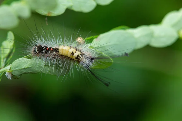 Makro Detailbild Der Raupe Der Insel Borneo — Stockfoto