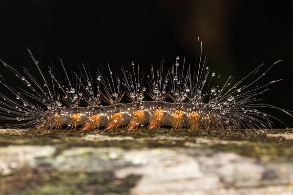 Makro Detailbild Der Raupe Der Insel Borneo — Stockfoto