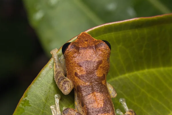 Macro Imagem Detalhe Sapo Selva Profunda Borneo Island — Fotografia de Stock