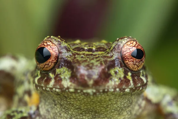 Macro Image Detail Frog Deep Jungle Borneo Island — Stock Photo, Image