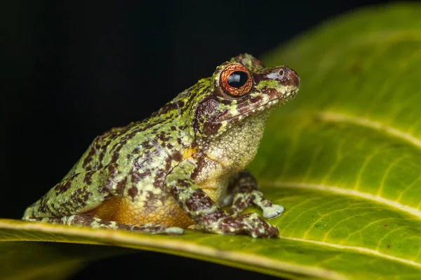 Makro Snímek Detailu Žába Hluboké Džungli Ostrově Borneo — Stock fotografie