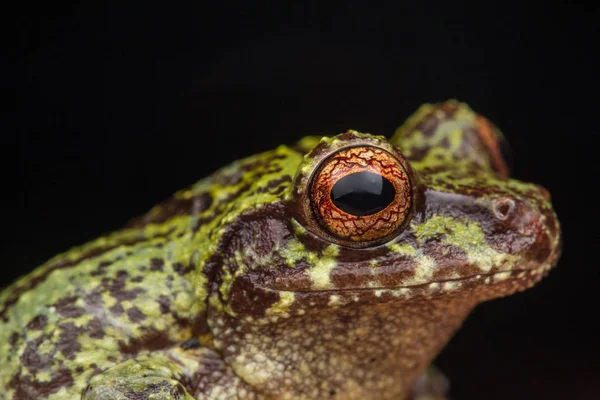 Macro Image Detail Frog Deep Jungle Borneo Island — Stock Photo, Image