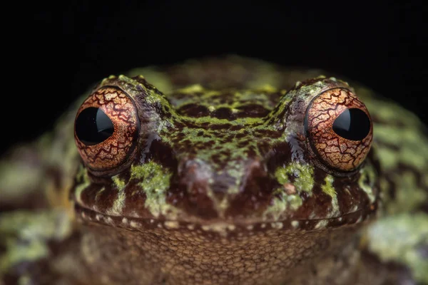 Macro Image Grenouille Détail Dans Jungle Profonde Île Bornéo — Photo