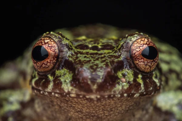 Macro Image Detail Frog Deep Jungle Borneo Island — Stock Photo, Image