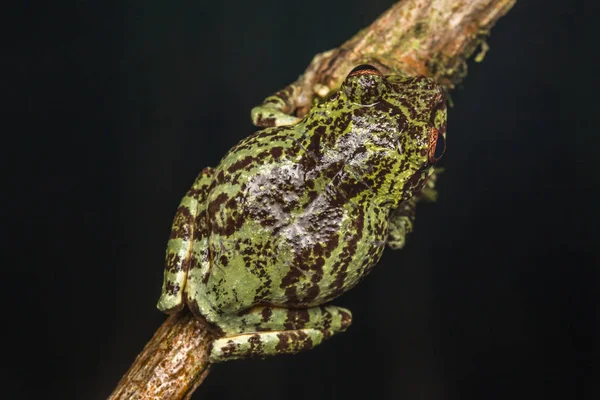 Macro Image Detail Frog Deep Jungle Borneo Island — Stock Photo, Image