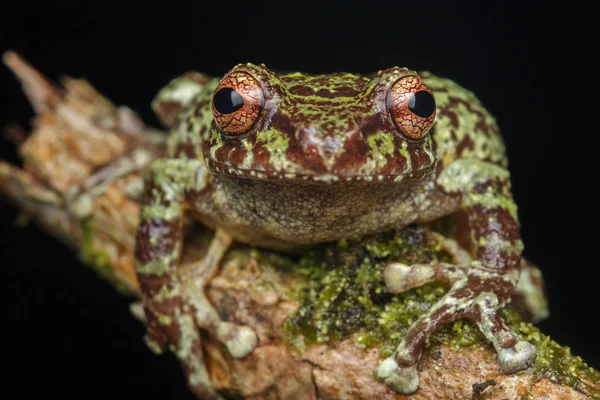 Makro Snímek Detailu Žába Hluboké Džungli Ostrově Borneo — Stock fotografie